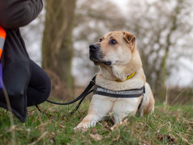 Bowie | Shar Pei Cross | Kenilworth (West Midlands) - 1