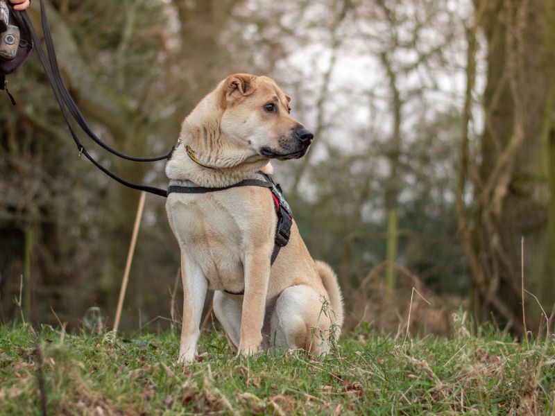 Fashion shar pei pulling on lead