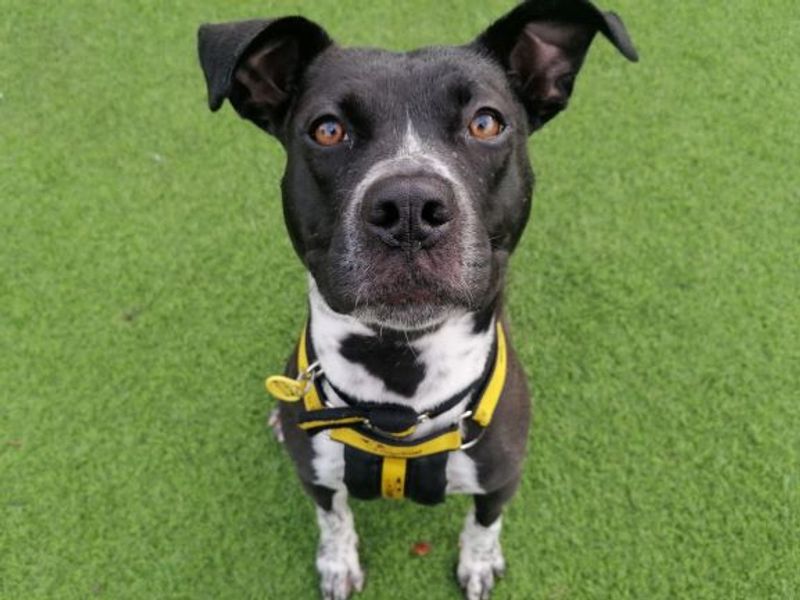 Freckles | Terrier (Staffordshire Bull) Cross | Loughborough - 1