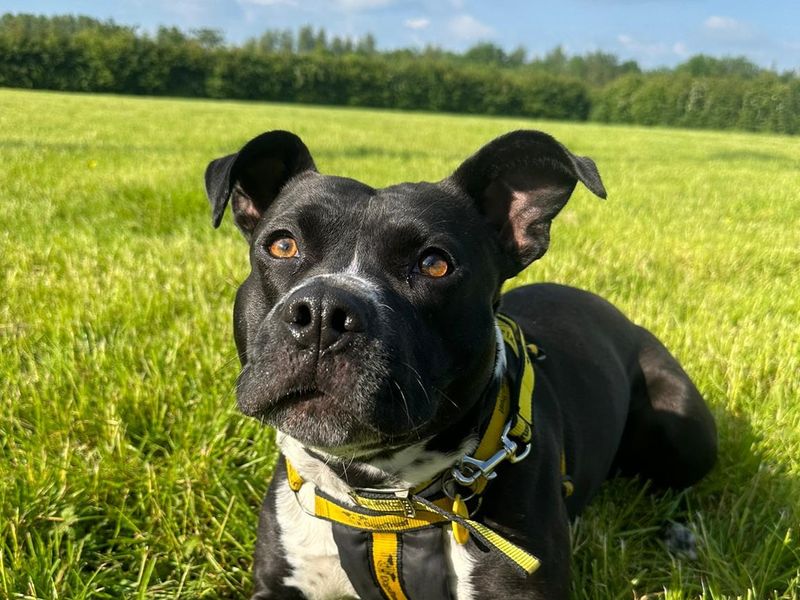 Freckles for sale in Wymeswold, Leicestershire - Image 1