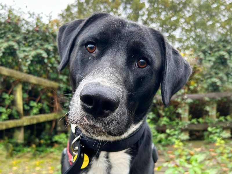 Adopt a Crossbreed Rescue Dog | Joby | Dogs Trust