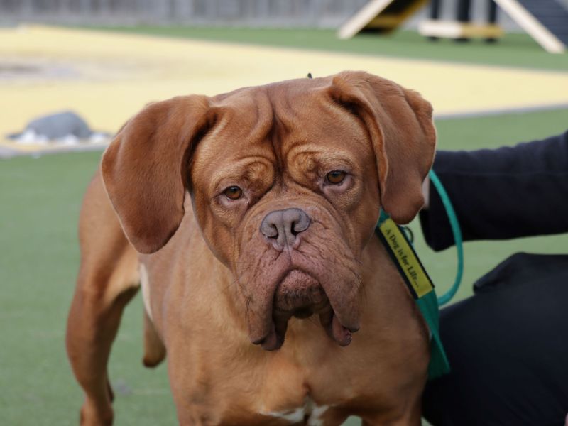 Dogue de hot sale bordeaux rehome