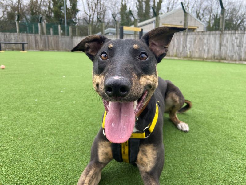 Lady - at the Dogs Trust - Glasgow needs a new home - RescueScottishPets