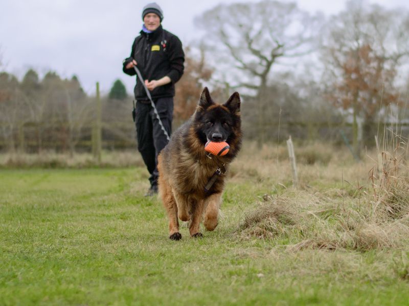 Hughie for sale in Kenilworth, Warks - Image 10