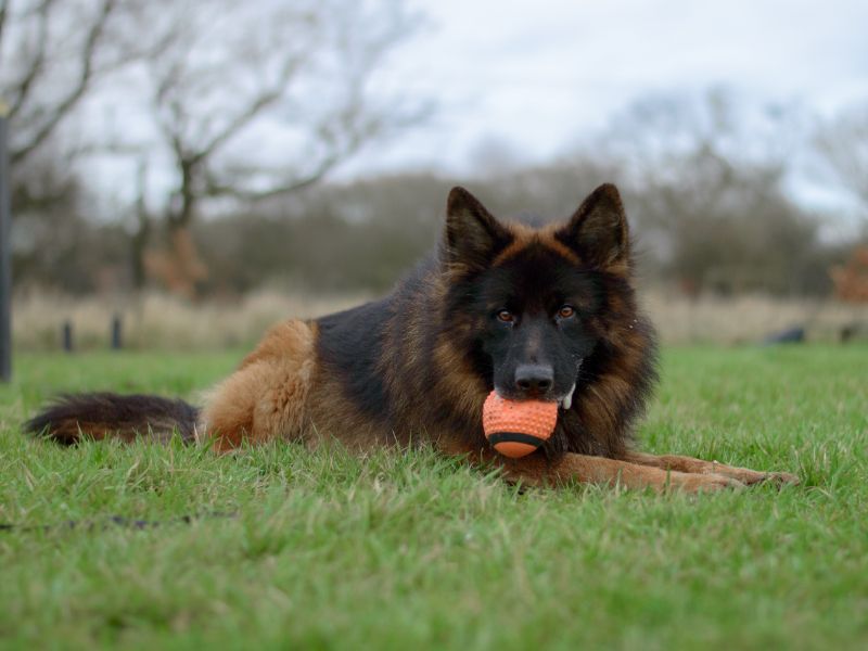 German Shepherd Puppies for sale