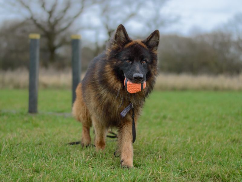 German Shepherds for sale in Kenilworth, Warks