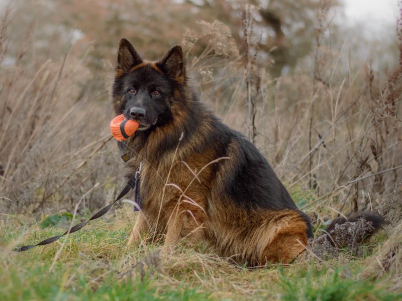 Long haired german 2025 shepherd for adoption