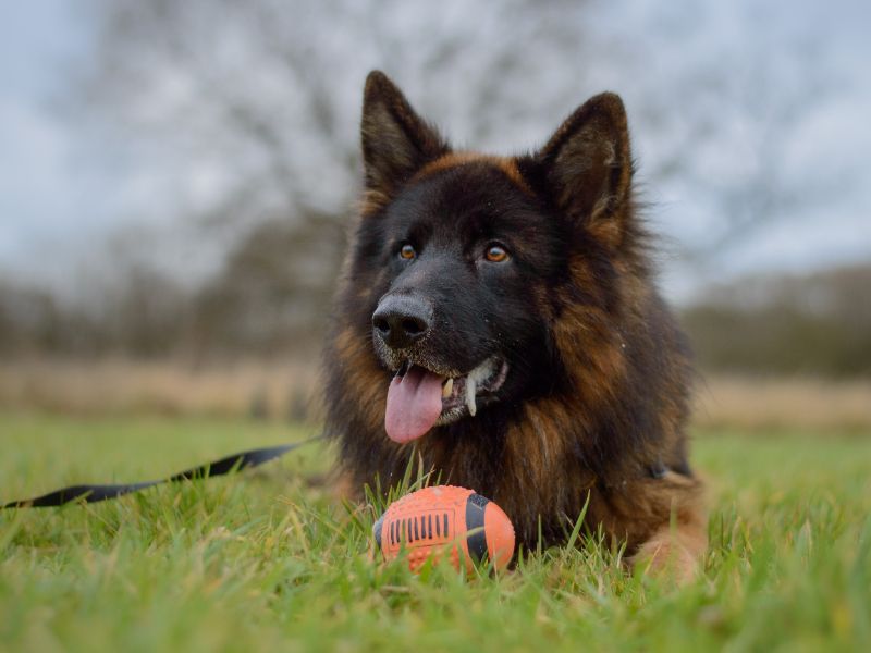 Hughie for sale in Kenilworth, Warks - Image 8