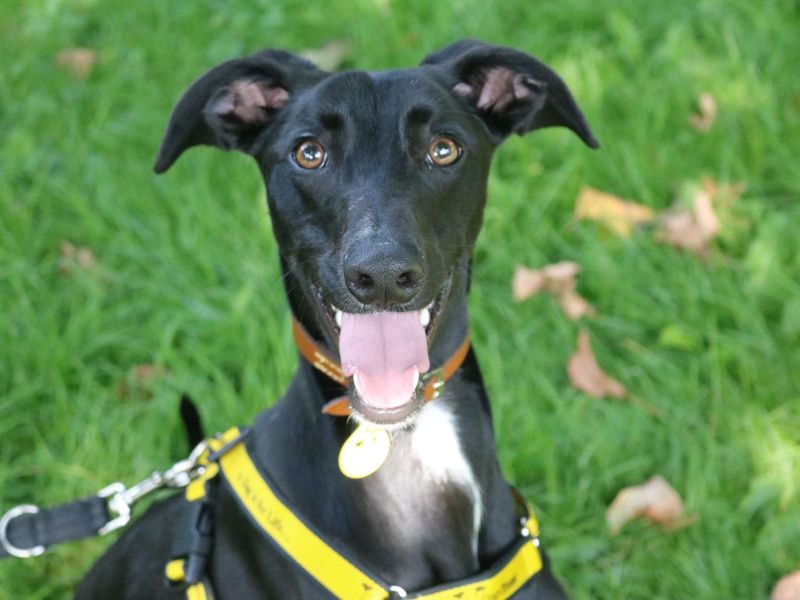 Dogs sales trust whippet