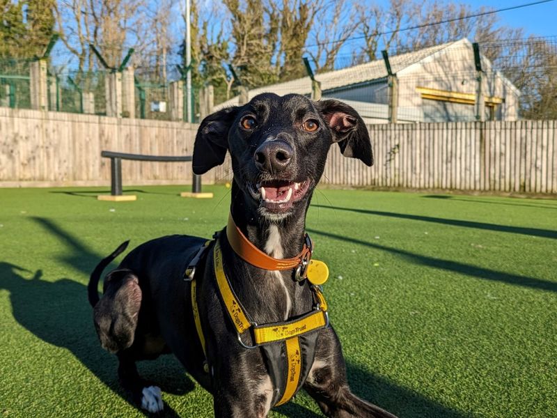 Whippet hot sale dogs trust