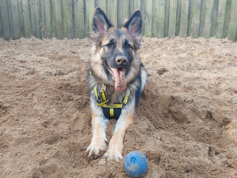 German Shepherd Puppies for sale in North Devon