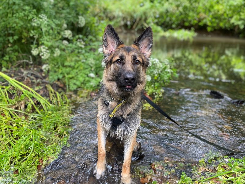 German Shepherds for sale in Ilfracombe, North Devon