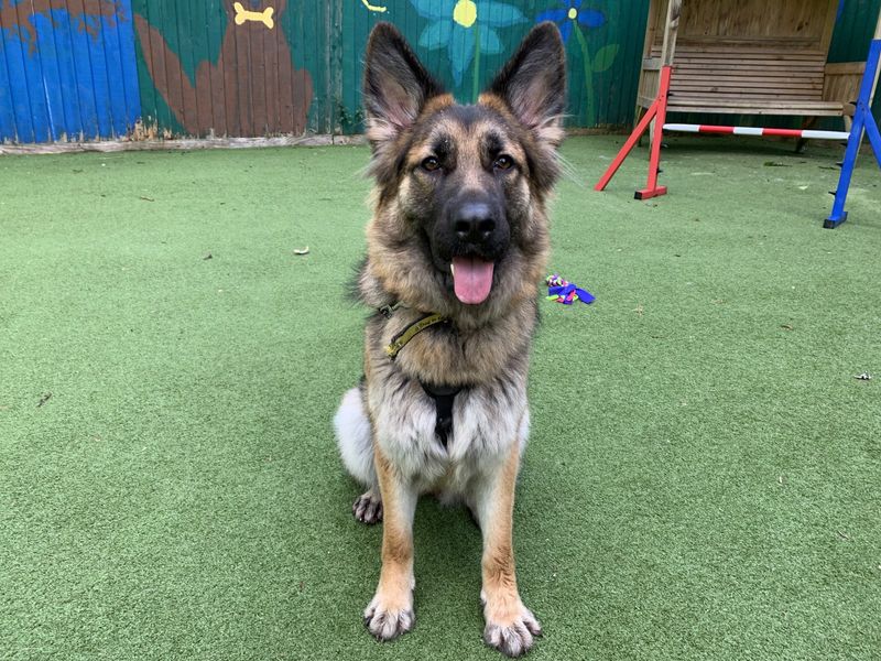 German Shepherd Puppies for sale