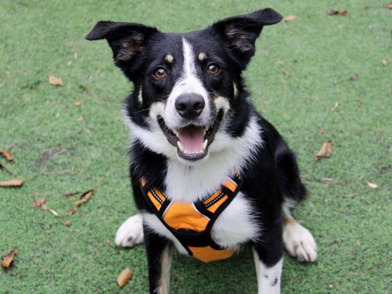 Murphy | Collie (Border) | Merseyside (Liverpool) - 1