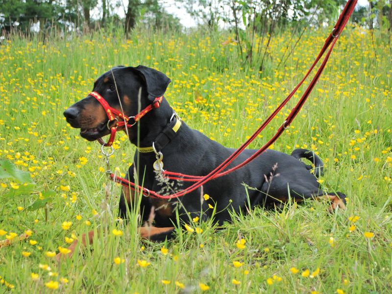 Dobermans for sale in Newbury, Berks