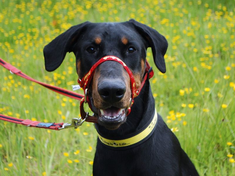 Doberman Puppies for sale in Berks