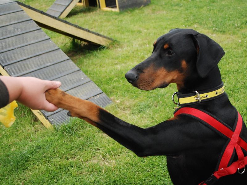 Doberman Puppies for sale