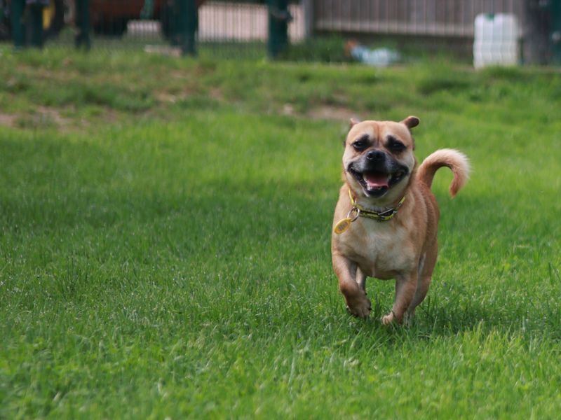 Pugs for sale in Newbury, Berks