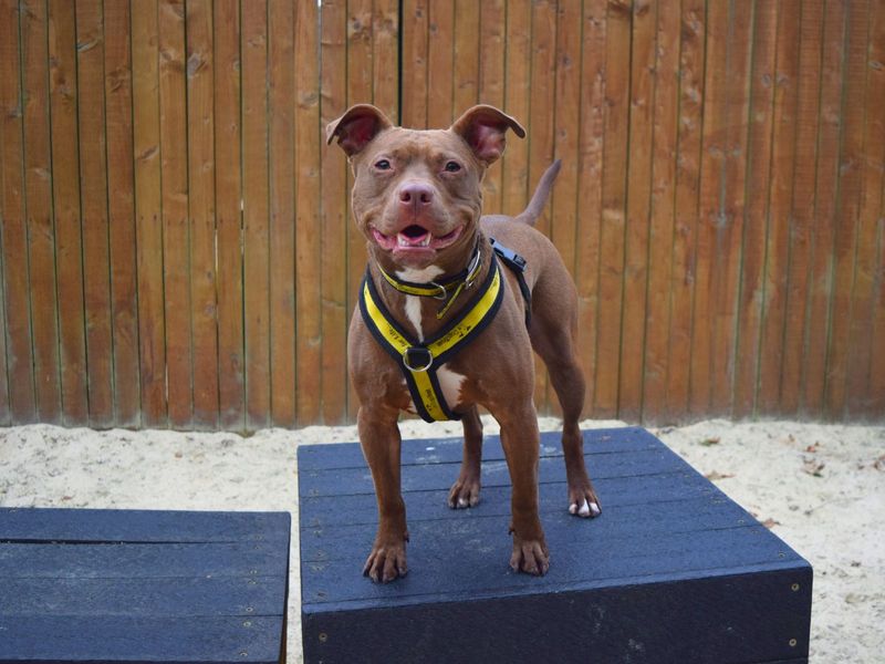 Rusty | Terrier (Staffordshire Bull) Cross | Harefield West London - 1