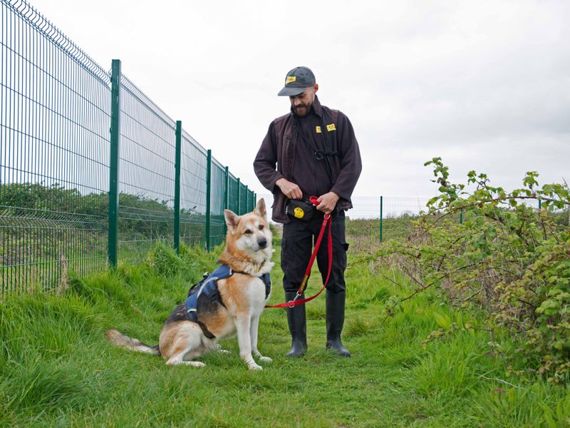 Gibson | German Shepherd Dog Cross | Shoreham (Sussex) - 1