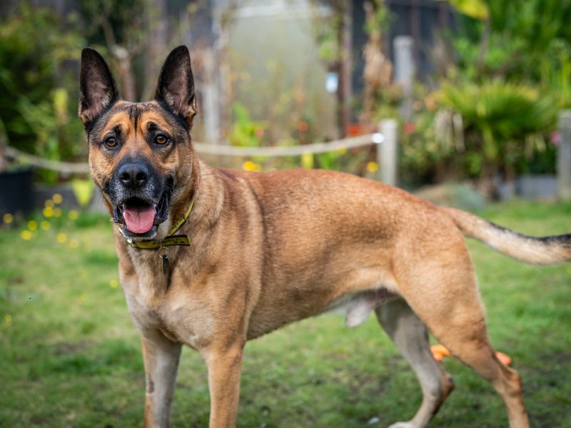 Max | German Shepherd Dog Cross | Snetterton (Norfolk) - 1