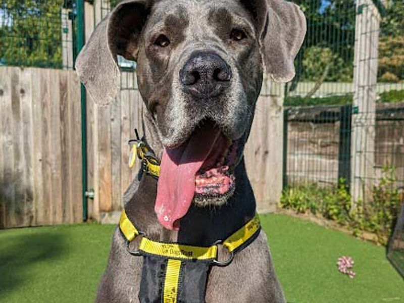 Great dane puppy store rescue near me