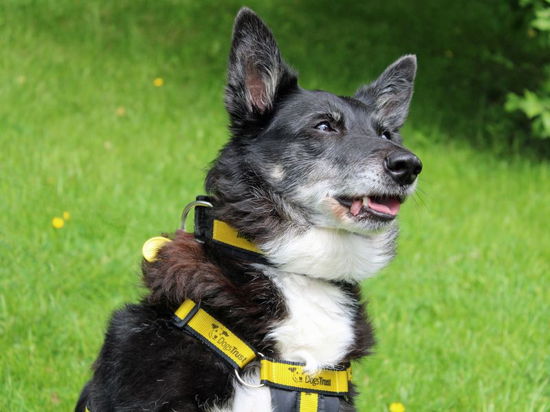 Molly for sale in Liverpool, Merseyside - Image 3