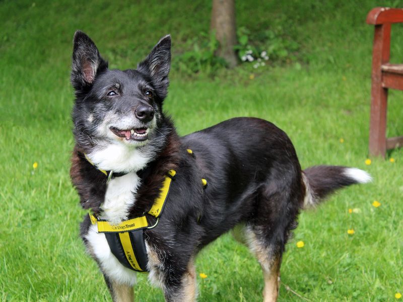 Molly for sale in Liverpool, Merseyside - Image 2