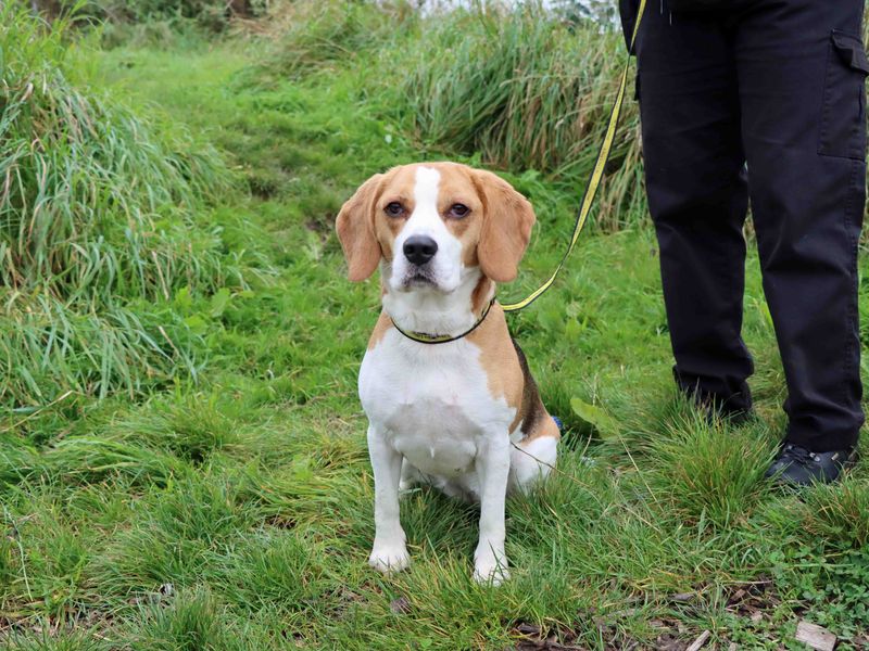 Beagle clearance rescue dogs