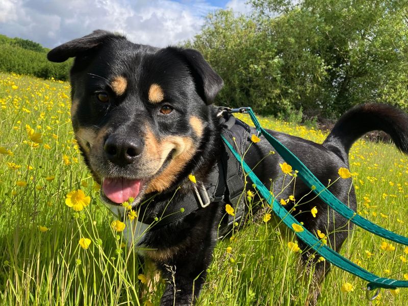 Brogue | Rottweiler Cross | Evesham (Worcestershire) - 1