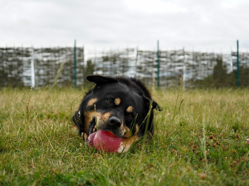 Brogue for sale in Evesham, Worcestershire