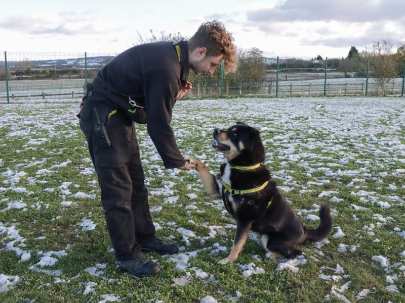 Brogue | Rottweiler Cross | Evesham (Worcestershire) - 1