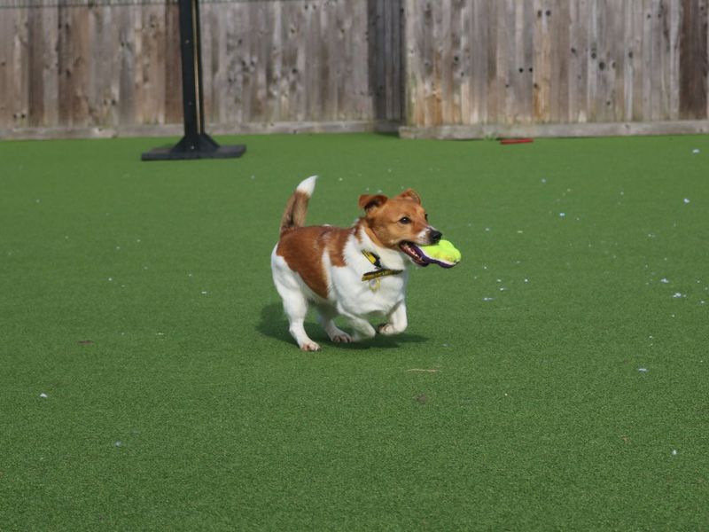 Jack Russells for sale in Glasgow, Scotland