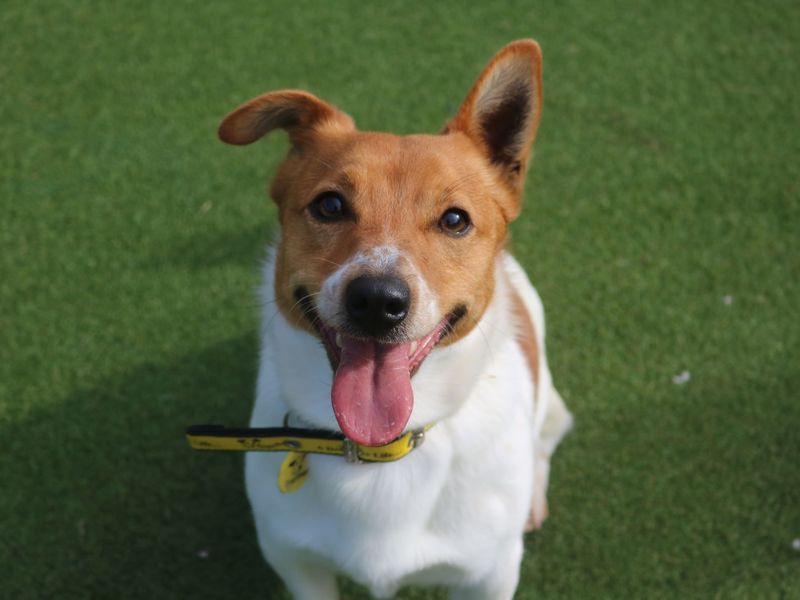 Jack Russell Puppies for sale in Scotland