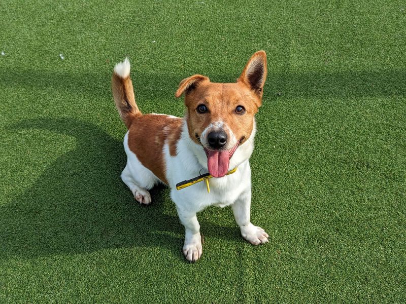 Alfie | Terrier (Jack Russell) | Glasgow - 1