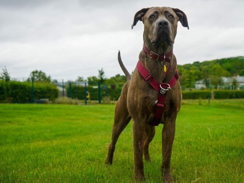 Darla for sale in Evesham, Worcestershire - Image 8