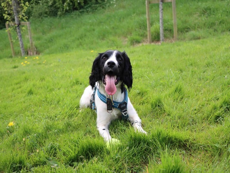 Tucker | Spaniel (Cocker) Cross | Darlington - 1