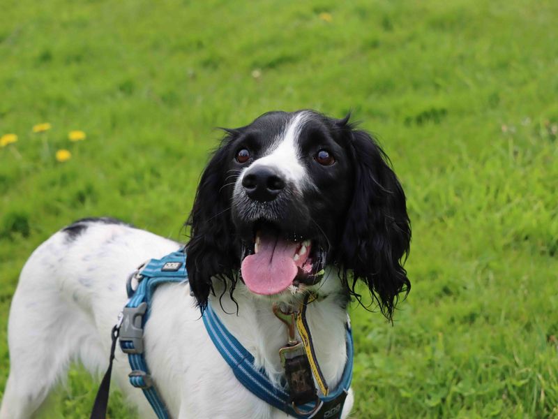 Cocker Spaniels for sale in Sadberge, Co Durham