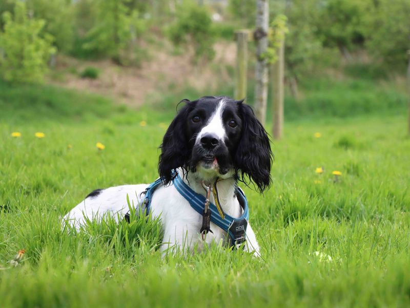 Cocker Spaniel Puppies for sale