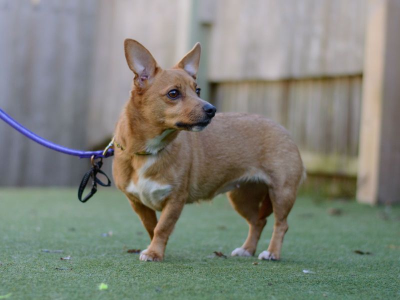 Jack Russells for sale in Kenilworth