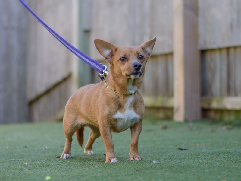 Jack Russell Puppies for sale in Kenilworth