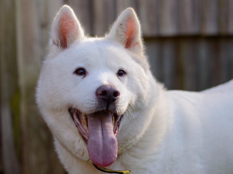 Adopt a Akita Cross Rescue Dog | Whitney | Dogs Trust