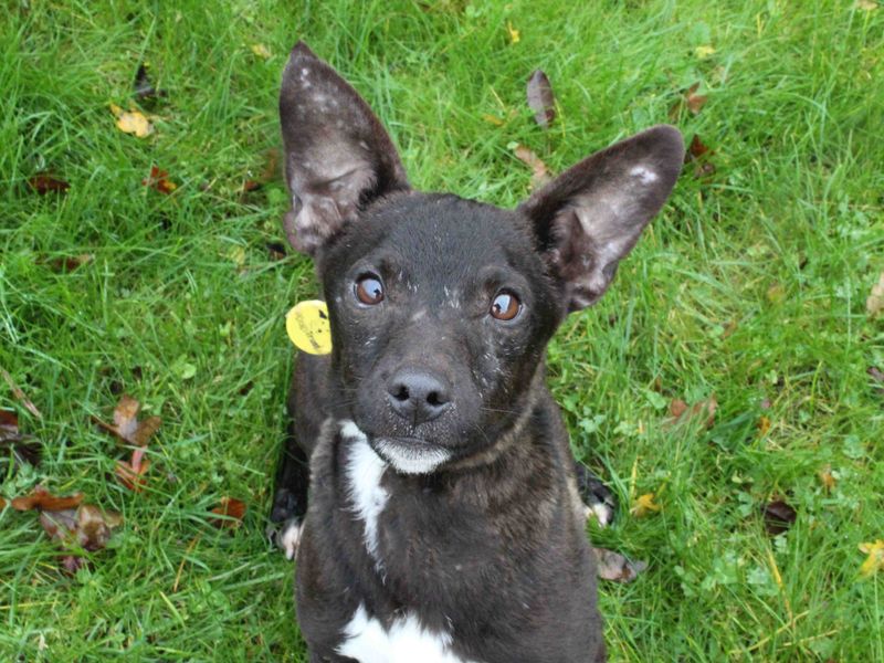 Adopt a Terrier (Jack Russell) Cross Rescue Dog | Spud | Dogs Trust