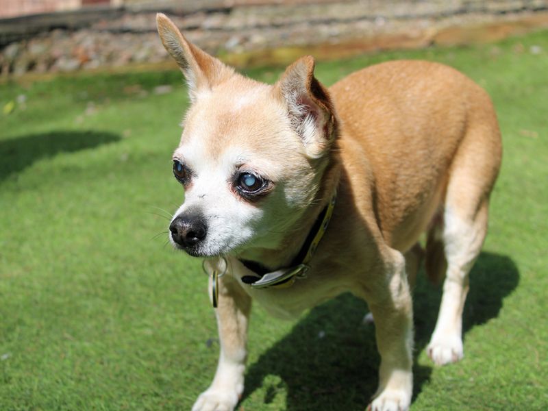 Chihuahuas for sale in Liverpool, Merseyside