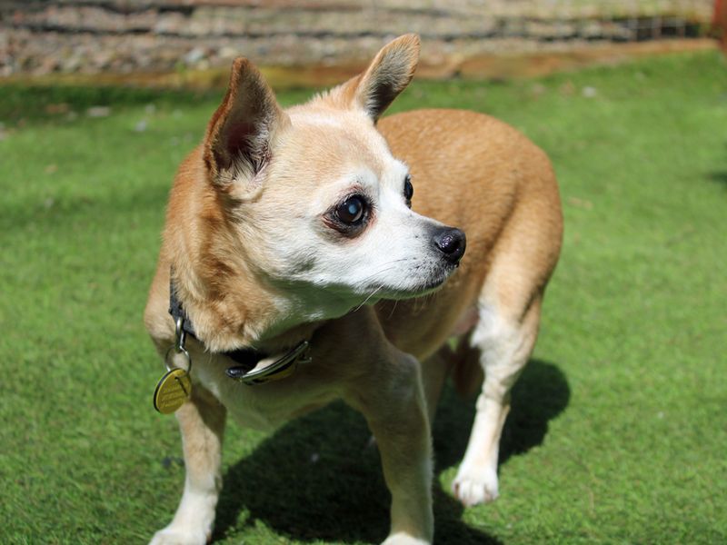 Daisy for sale in Liverpool, Merseyside - Image 3