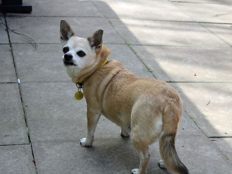 Chihuahuas for sale in Liverpool, Merseyside