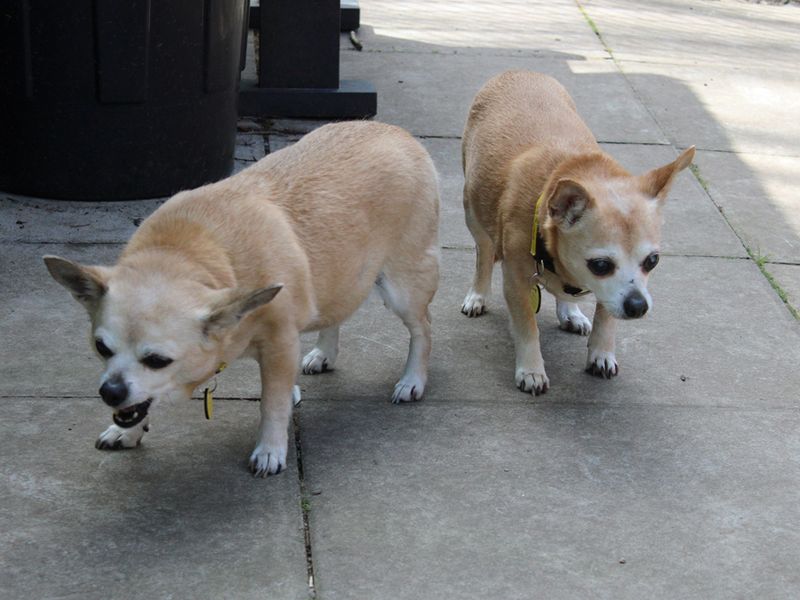 Chihuahua Puppies for sale in Merseyside