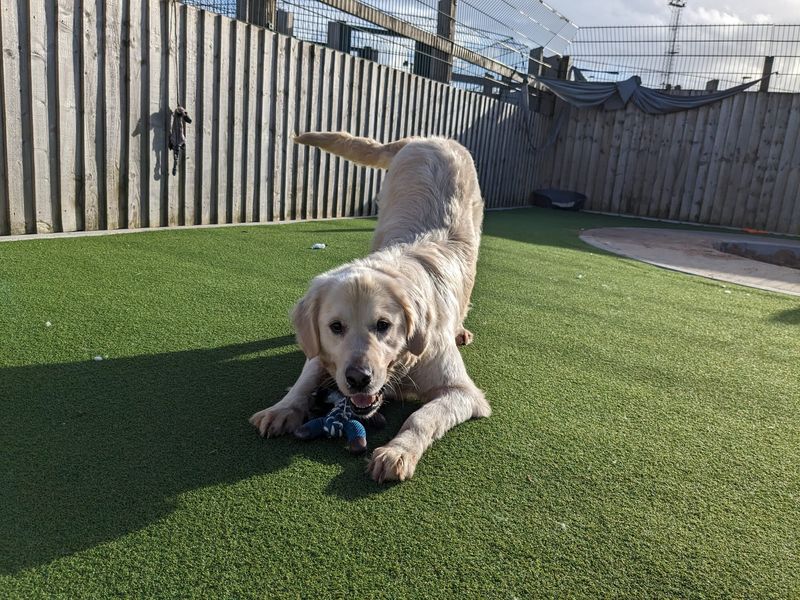 Casper for sale in Cardiff