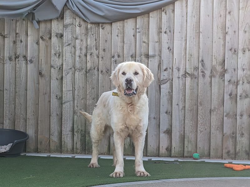 Casper for sale in Cardiff - Image 3