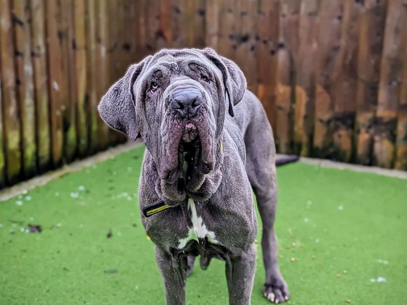 Neapolitan sales mastiff rescue